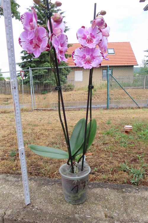 Phalaenopsis rosa Naomi – Bild 2