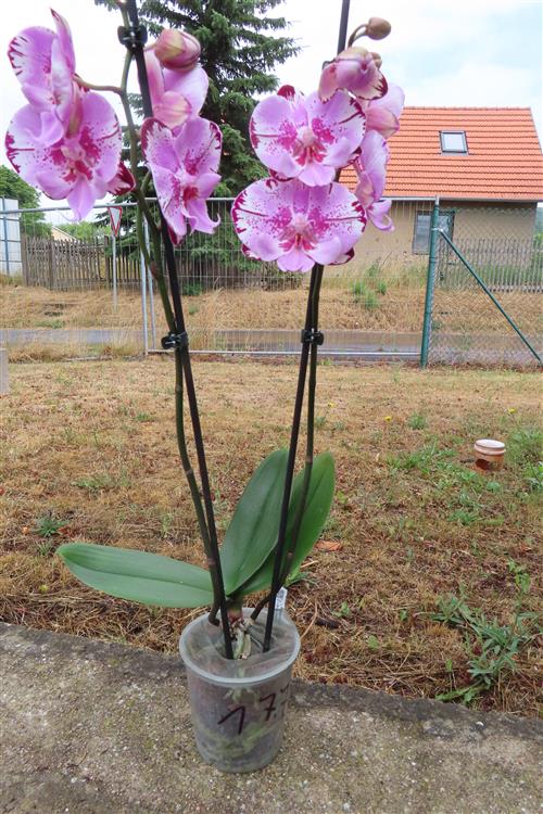 Phalaenopsis rosa Naomi – Bild 3