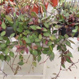 Hoya krohniana Black Leaves