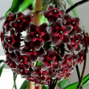 Hoya pubicalix Royal Hawaiin Purple, Wachsblume