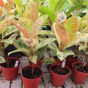 Ficus elasica shivereana