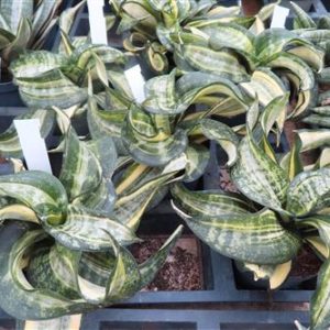 Bogenhanf, Sansevieria Curly Spiral Star