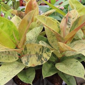 Ficus elasica shivereana
