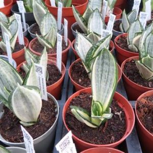 Bogenhanf, Sansevieria hahnii Diamond silver