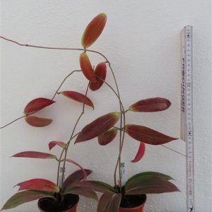 Hoya soligamiana