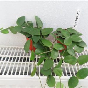 Hoya cv Chouke, Wachsblume