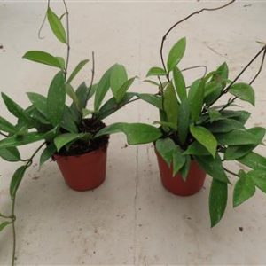 Hoya pubicalix Royal Hawaiin Purple