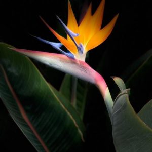 Strelitzia reginae, Paradies-Vogel-Blume