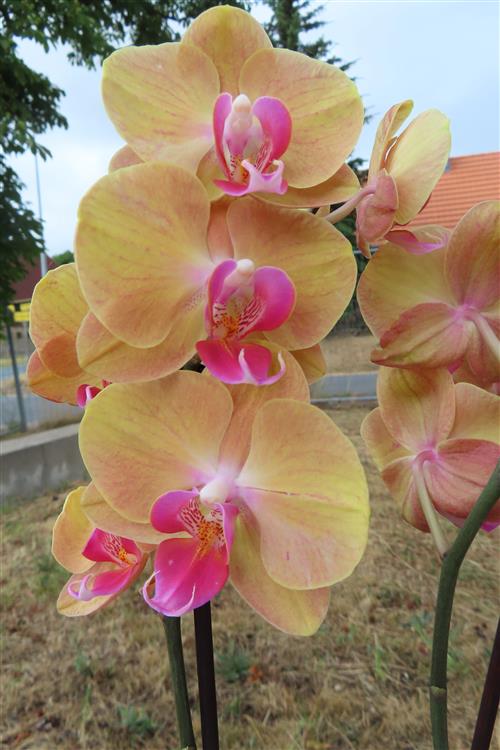 Orchidee Phalaenopsis