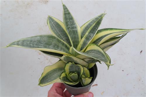Sansevieria Golden Hahnii
