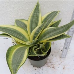 Sansevieria Golden Hahnii