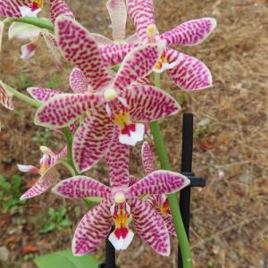 Orchidee Phalaenopsis Kolibri