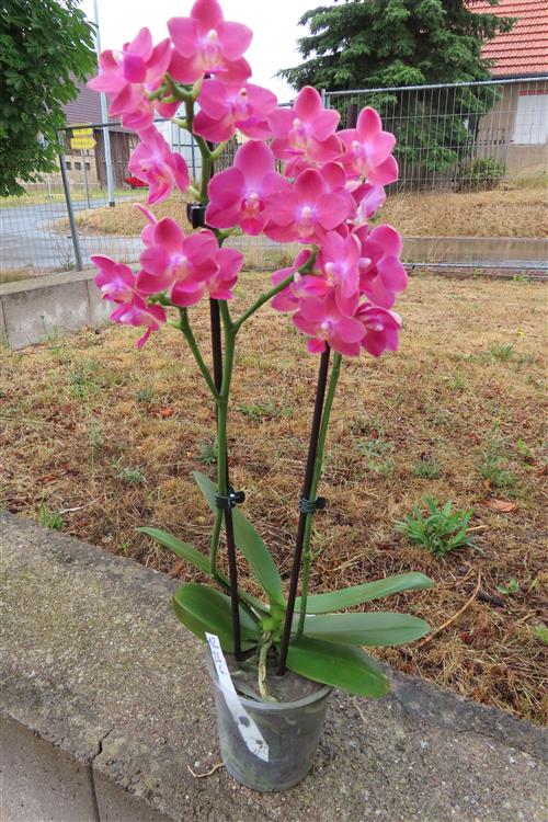 Orchidee Phalaenopsis