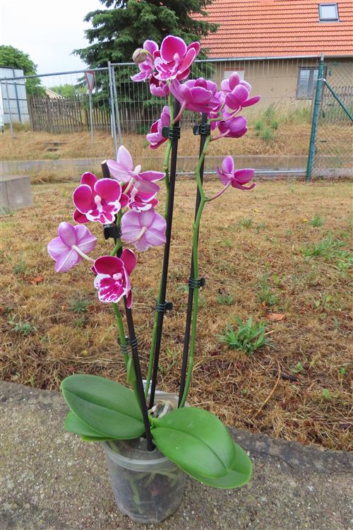 Orchidee Phalaenopsis