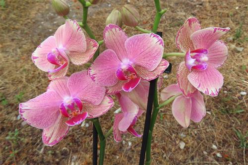 Orchidee Phalaenopsis