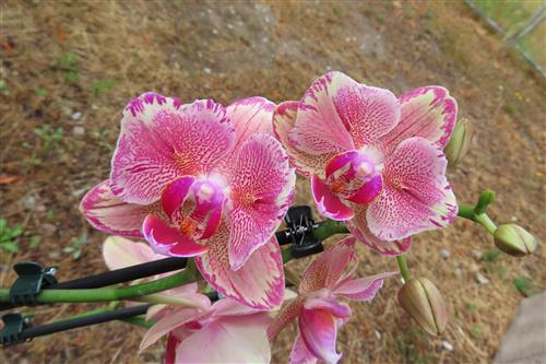 Orchidee Phalaenopsis