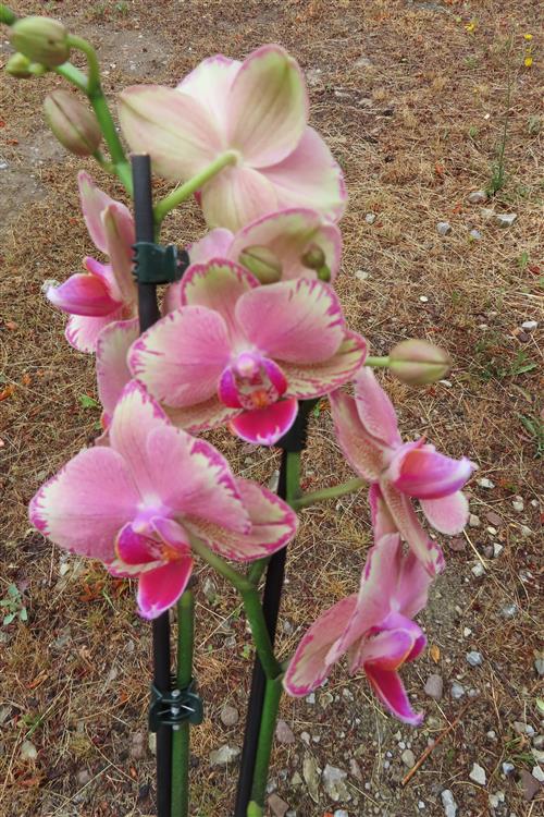 Orchidee Phalaenopsis