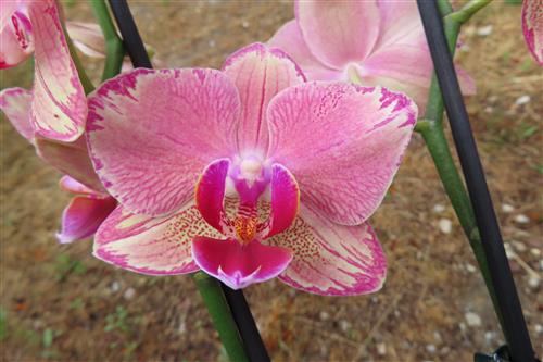 Orchidee Phalaenopsis