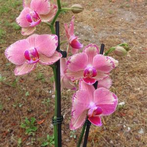 Orchidee Phalaenopsis