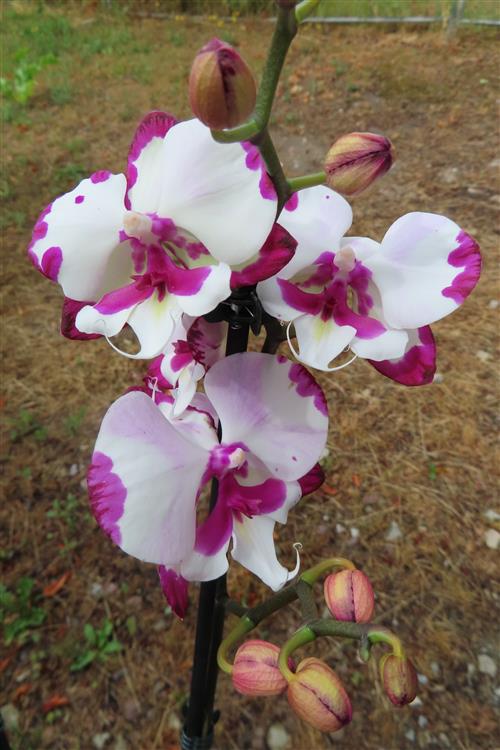 Phalaenopsis rosa Emily