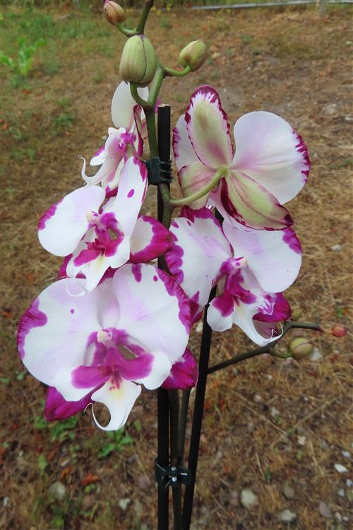 Phalaenopsis rosa Emily