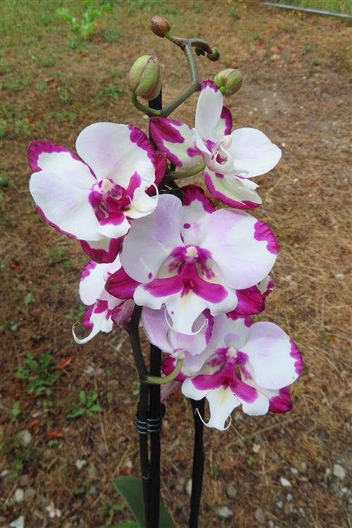 Phalaenopsis rosa Emily