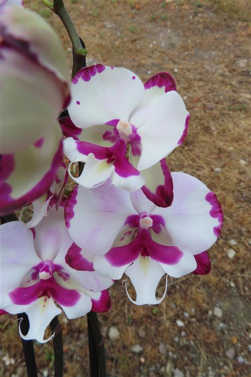 Phalaenopsis rosa Emily