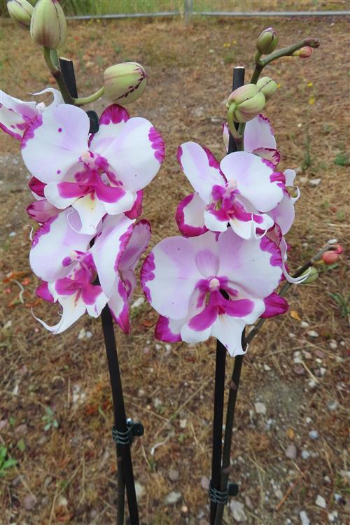 Phalaenopsis rosa Emily