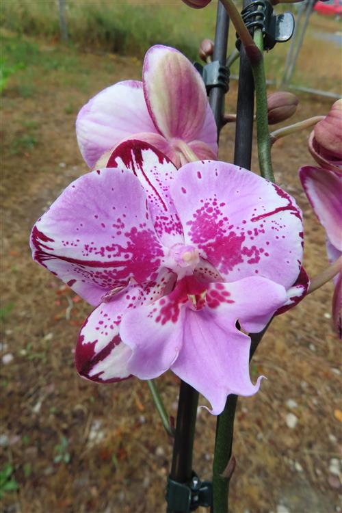 Phalaenopsis rosa Naomi