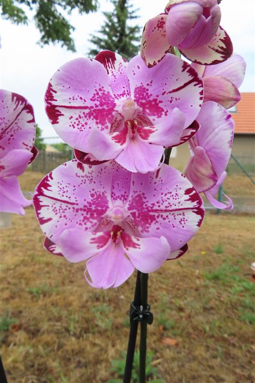 Phalaenopsis rosa Naomi