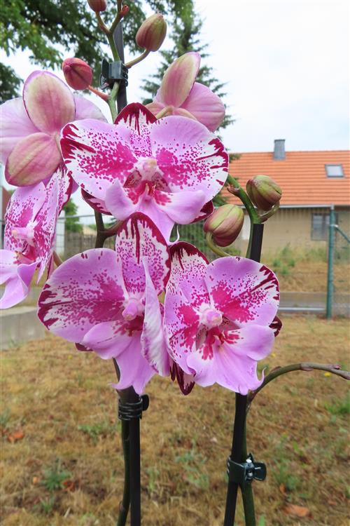 Orchidee Phalaenopsis