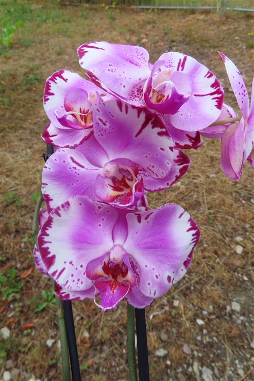 Orchidee Phalaenopsis