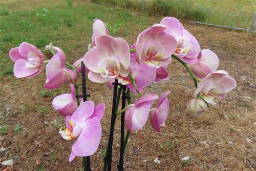 Orchidee Phalaenopsis