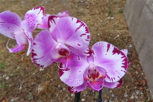 Orchidee Phalaenopsis