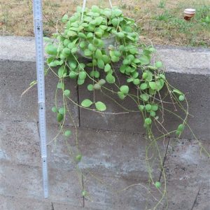 Hoya brevialata
