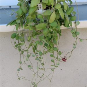 Hoya brevialata