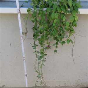 Hoya brevialata