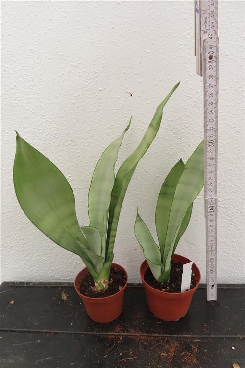 Sansevieria trifasciata Moonshine – Bild 3