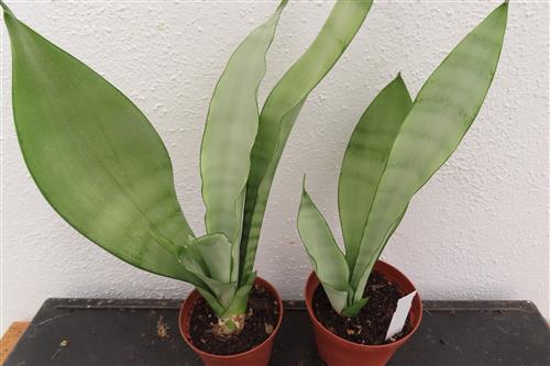 Sansevieria trifasciata Moonshine – Bild 2