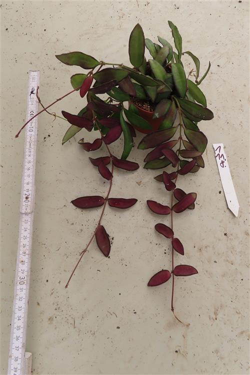 Hoya Rosita – Bild 2