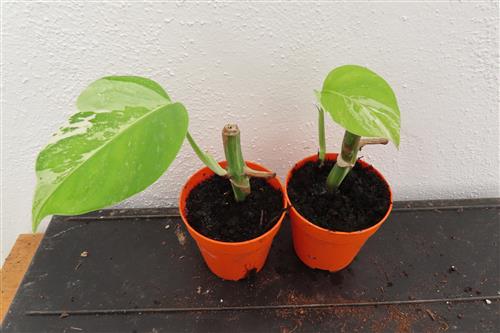 Monstera Delicosa variegata – Bild 2