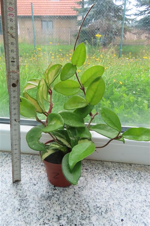 Hoya carnosa tricolor – Bild 2