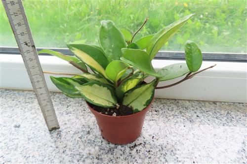 Hoya carnosa tricolor – Bild 2