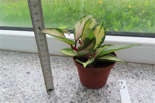 Hoya carnosa tricolor – Bild 2