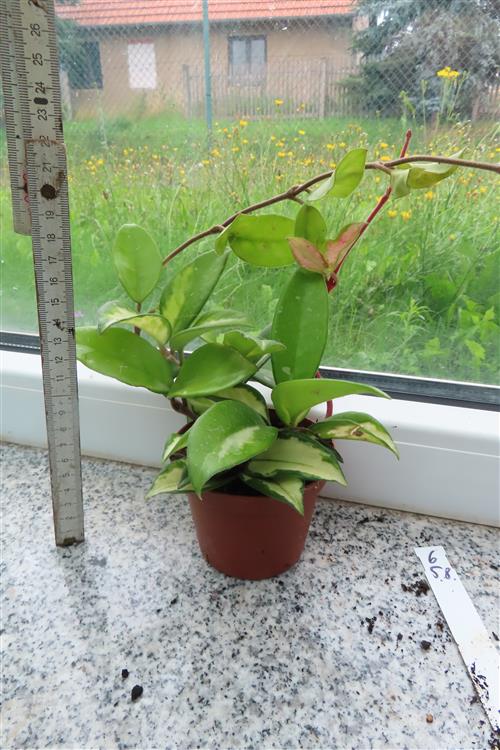 Hoya carnosa tricolor – Bild 2