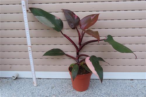 Philodendron Pink Princess – Bild 2