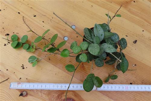 Hoya mathilde splash – Bild 2