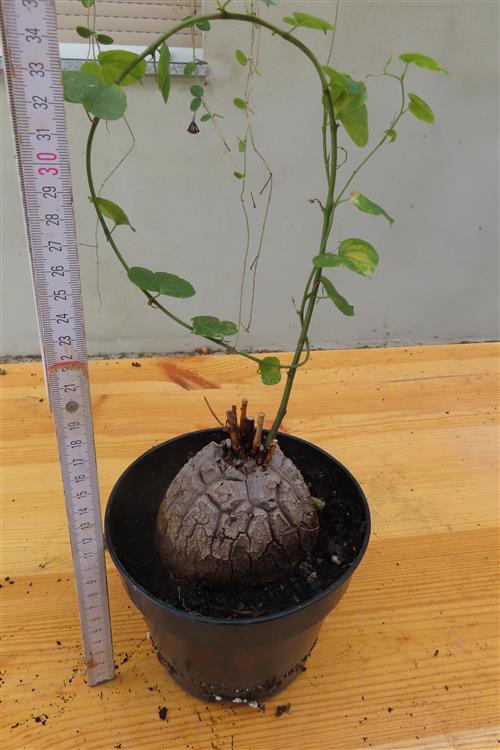 Dioscorea elephantipes – Bild 4