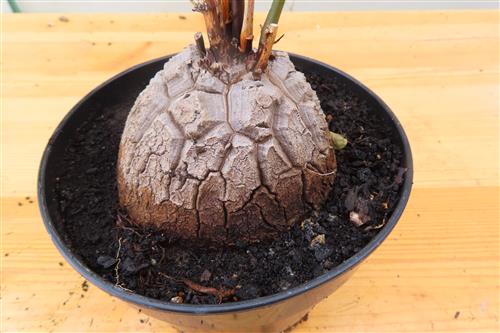 Dioscorea elephantipes – Bild 3