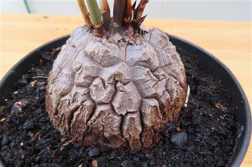 Dioscorea elephantipes – Bild 2